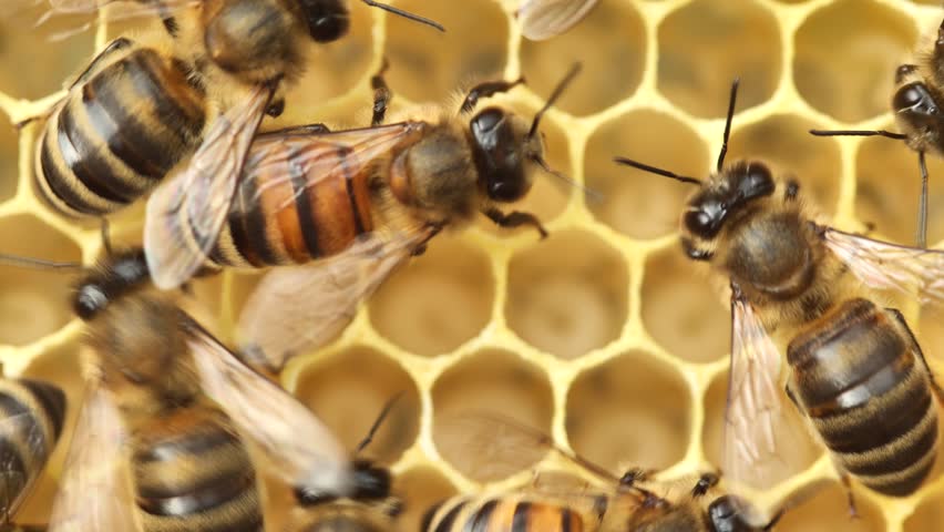 Active work of bees during honey collection.
Inside the hive, the bees create a honeycomb of wax and convert the nectar into honey. 
