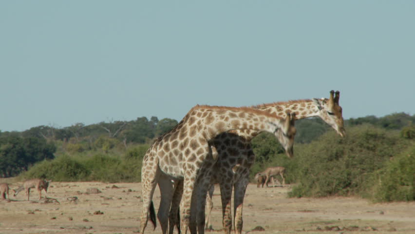 Two giraffes begin to batttle it out in a head to body slamming sparring