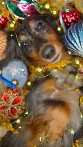 beautiful dachshund dog lies among the Christmas decorations, vertical video