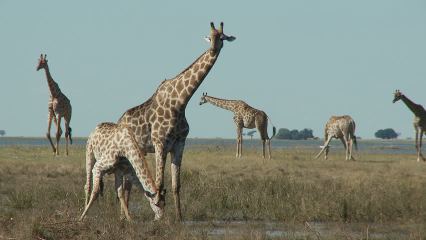 A giraffe drinks from the banks of the Chobe River as the rest of the herd walk