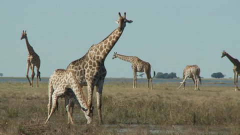 A giraffe drinks from the banks of the Chobe River as the rest of the herd walk around in the background