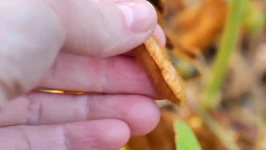 Pods of ripe soybeans on blurred soybean field background.soybean harvest.Pods of ripe soybeans close-up. Food ingredient. 4k footage