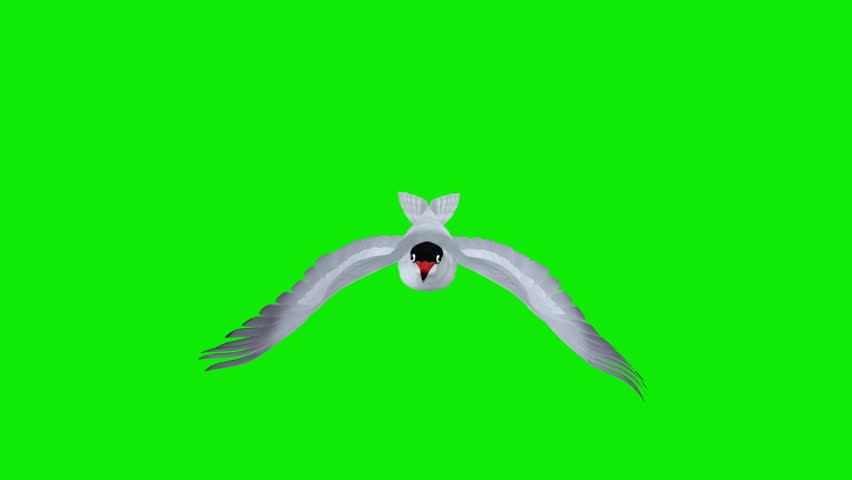 Common Tern Sea Bird - Flying Loop - Aerial Front Close Up - Realistic 3D animation isolated on chroma key background with green screen