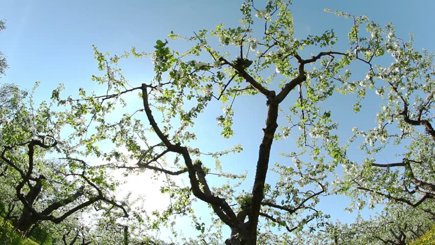 blossoming apple orchard, shooting slider