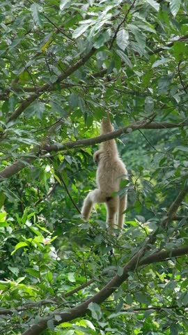 Gibbon living on tree in the nature. Gibbons are diurnal small apes that live in Southeast Asia.