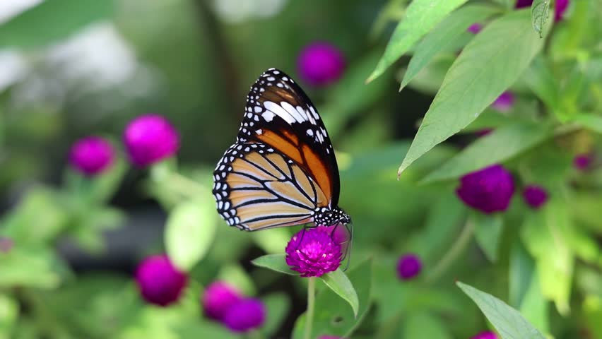 A beautiful butterfly in the garden