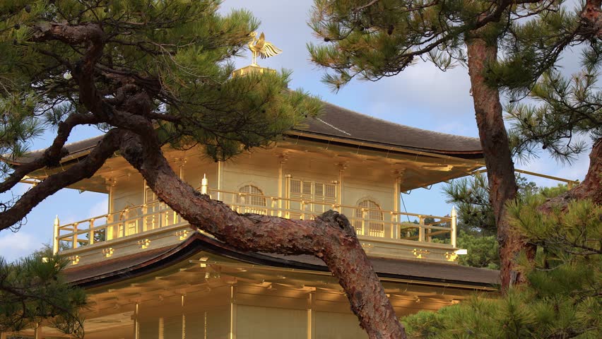 Kinkakuji Golden Pavilion Buddhist Temple seen through old pine tree