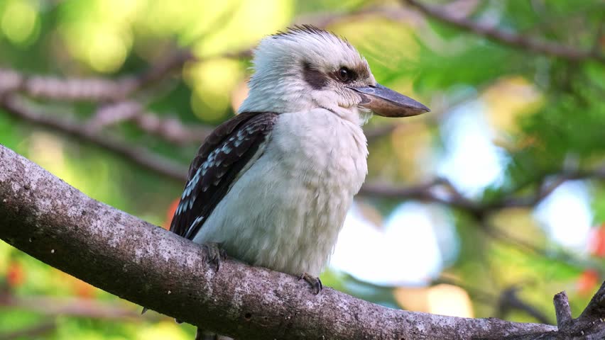 Close up shot of a wild laughing kookaburra (Dacelo novaeguineae) perched on tree branch in its natural habitat, waiting patiently for prey.