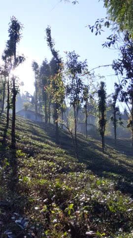 sunlight rays through tea garden trees on hillside landscape.morning sunbeams in lush tea plantations on mountain slope.