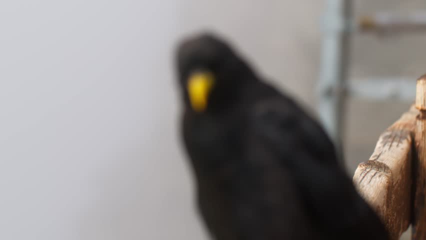 Macro close-up of a curious Yellow-billed Chough (Alpine Chough) bird in Cervinia, Zermatt, Italy, Switzerland, Aosta Valley, Valle d’Aosta, showing alpine wildlife