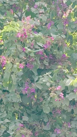 A parrot with a black band is mostly common in Indian Ringneck Parkeet known for the distinct black and Pink ring Male birds develope around their neck as Adults contrasting with their green plumage.