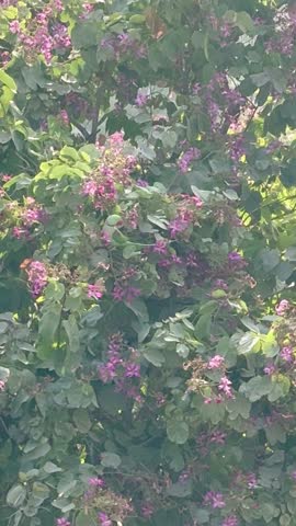 A parrot with a black band is mostly common in Indian Ringneck Parkeet known for the distinct black and Pink ring Male birds develope around their neck as Adults contrasting with their green plumage.