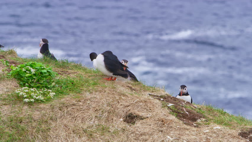 Puffins grace a scenic hilltop on Norway