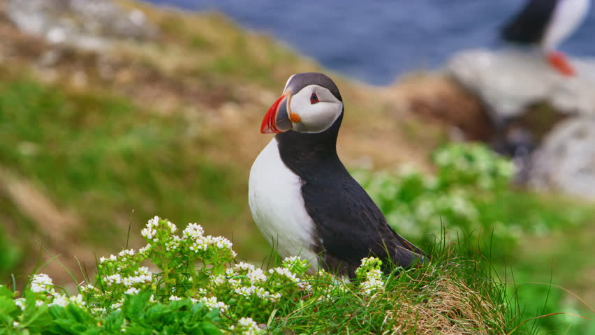 Atlantic puffin stands on a grassy hill at Hornøya Island, Norway, with the sea in the background. The colorful seabird with vivid plumage and distinctive beak observes its Arctic surroundings.