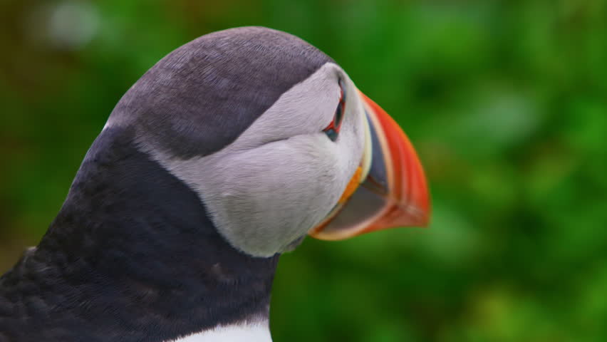 Extreme close-up of an Atlantic puffin (Fratercula arctica) in lush green bokeh, eyes alert and beak vivid. Filmed on Hornøya Island, Norway, this cinematic seabird shot ends as the bird takes flight.