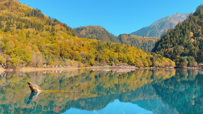 Scenery Jiuzhaigou national park in Sichuan, China. Beautiful Five Flower Lake in Autumn season. Famous Landmark and Vacation near Chengdu, China. Asia travel concept 