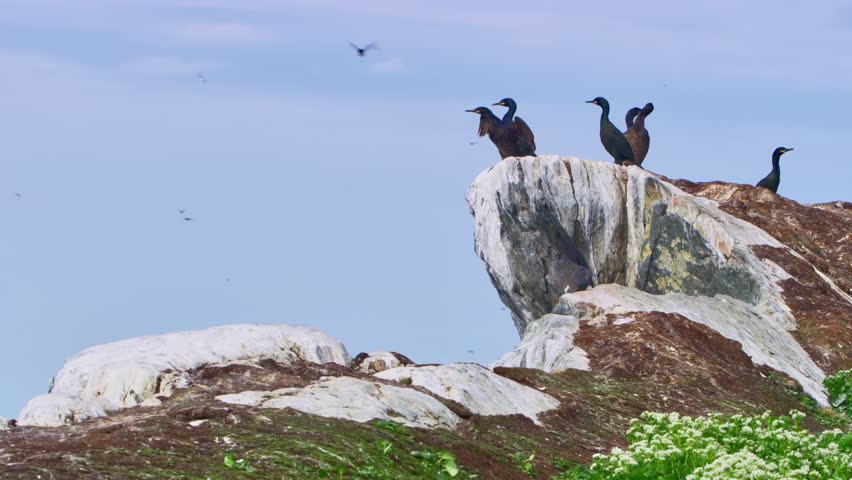 European shags (Gulosus aristotelis) on a rocky cliff at Hornøya Island near Vardø, Finnmark, Northern Norway. One bird takes flight above the Arctic Ocean under a bright summer sky.