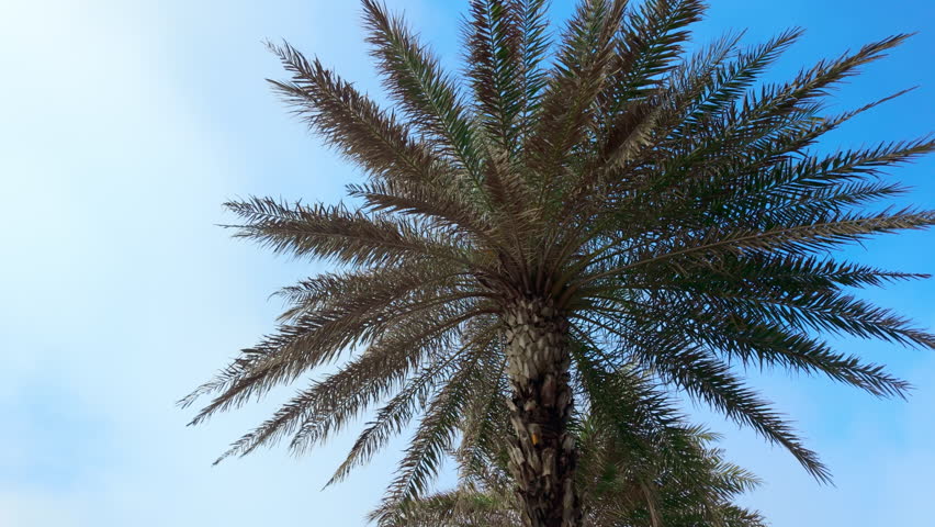 Close-up upward view of a tall palm tree with long, feathery fronds gently swaying against a bright blue sky. Natural tropical scenery capturing warm climate vibes