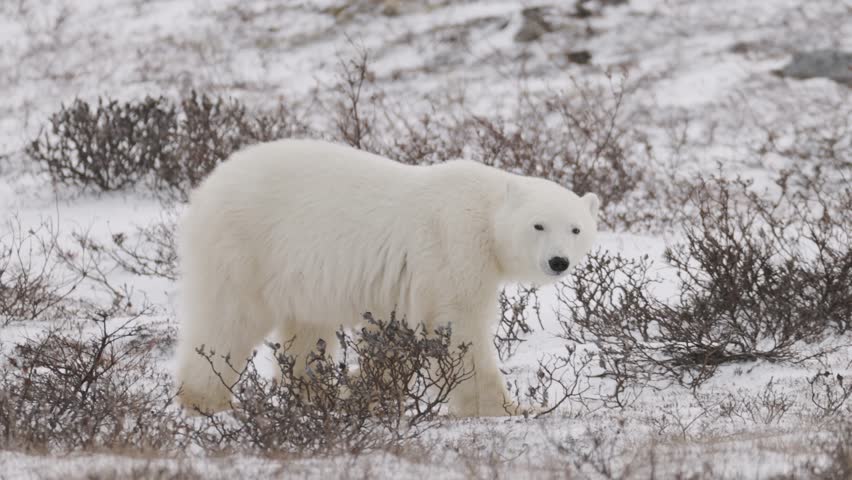 A polar bear moves in slow motion through a snow-covered Arctic landscape with low bushes. Cold winter conditions highlight natural wildlife movement in a frozen tundra environment.