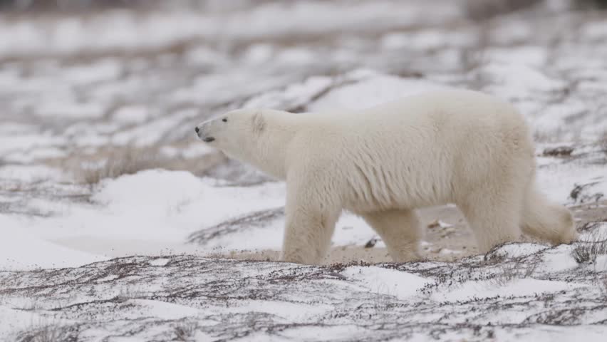 A polar bear moves across a snow-covered Arctic landscape, navigating icy tundra under overcast winter conditions. The scene highlights natural wildlife movement in a cold environment.