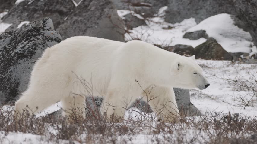A polar bear moves across snow-covered ground among rocks and low shrubs in an Arctic landscape. Cold winter conditions highlight natural wildlife movement in a remote tundra environment.