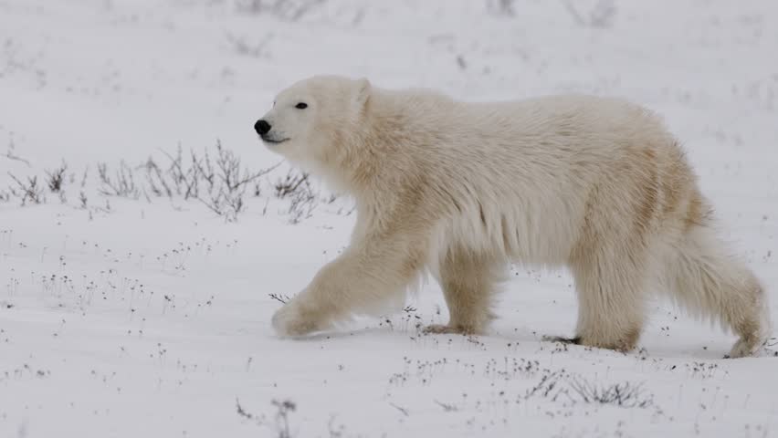 A polar bear cub moves across a white, snow-covered Arctic landscape under cloudy winter skies. The scene highlights natural cub movement across icy tundra terrain.