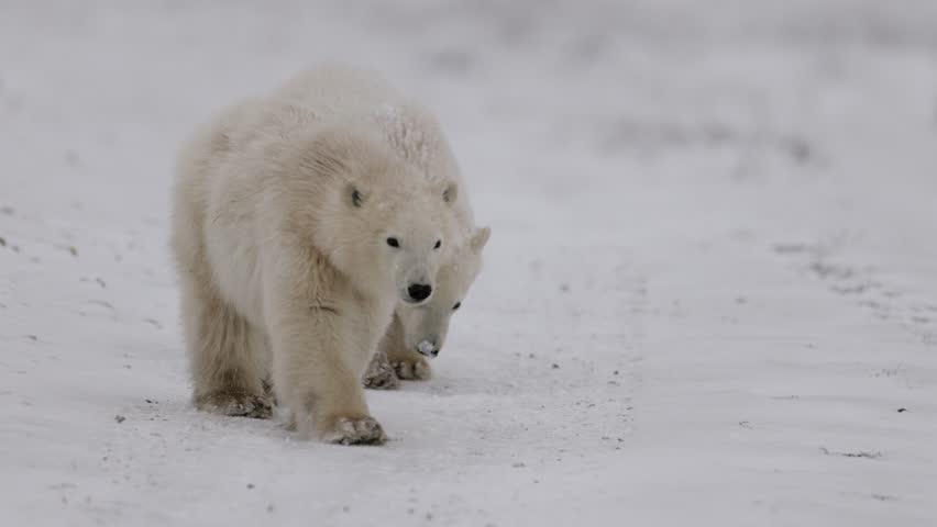 Polar bear cubs move slowly across a vast, snow-covered Arctic landscape during winter. The scene highlights natural cub movement in a cold, open tundra environment.