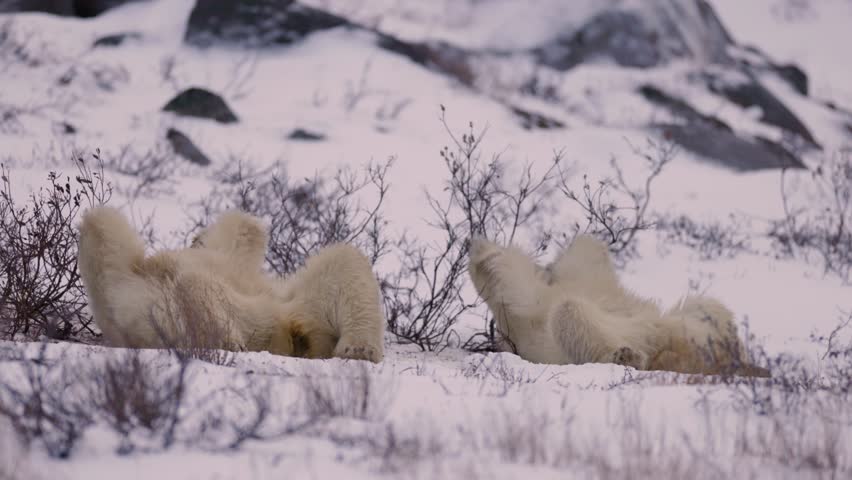 Two polar bears playfully rolling in the snow while exploring a cold Arctic landscape. Snow-covered ground and sparse tundra vegetation surround the bears in a remote winter environment.