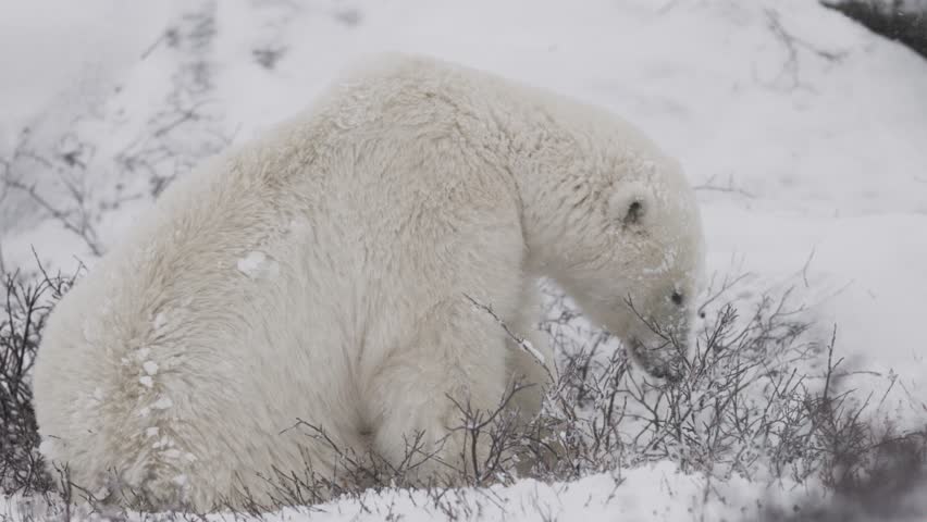 A polar bear sits in a snow-covered Arctic landscape during snowfall, shaking its head to shed snow from its thick white fur. Sparse tundra vegetation and cold winter conditions surround the bear.
