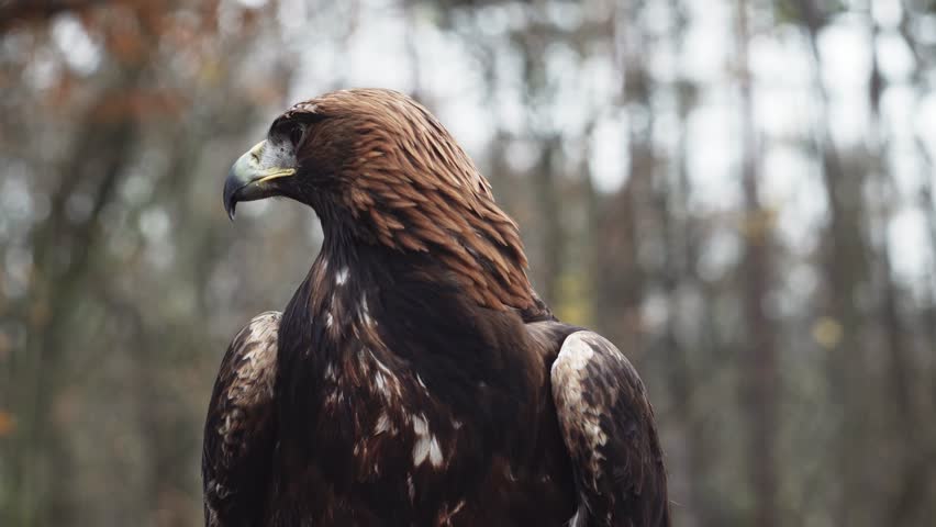 
Golden eagle sitting and looking around, head closeup static closeup view 4k