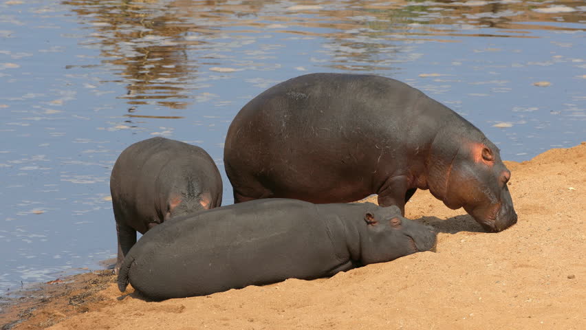 A group of hippos (Hippopotamus amphibius) resting on land, Kruger National Park, South Africa