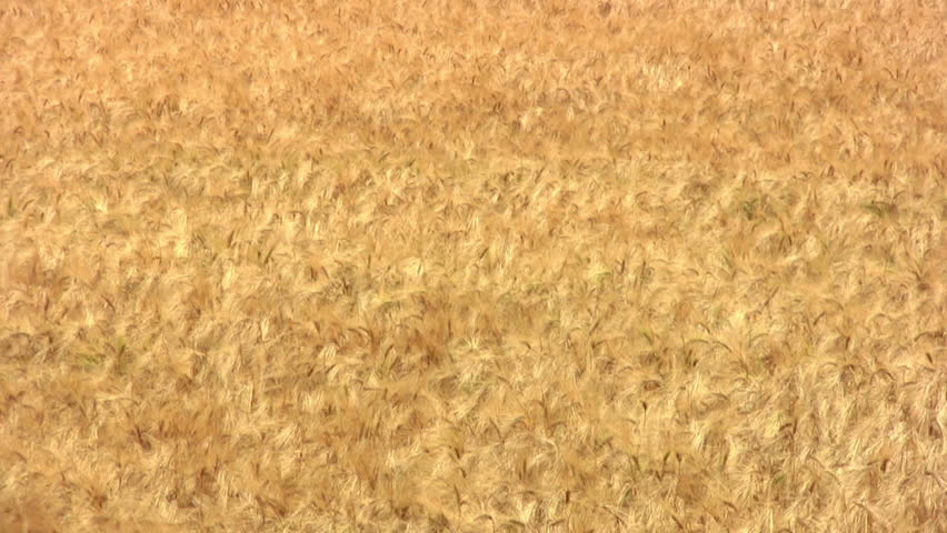 A field of ripe wheat sways in the wind