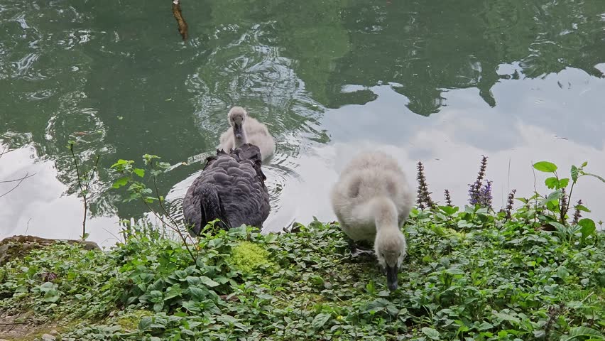 Swan with kids are standing in the water. One of them is black. The other two are white