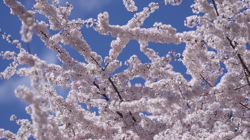 Cherry blossom flowers in springtime. Spring cherry blossom natural background. Blooming cherry blossoms in spring air. Soft spring cherry blossom petals.