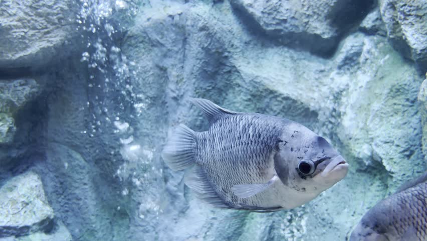 The Gourami glides gracefully through the water, its fins flowing elegantly with each movement.