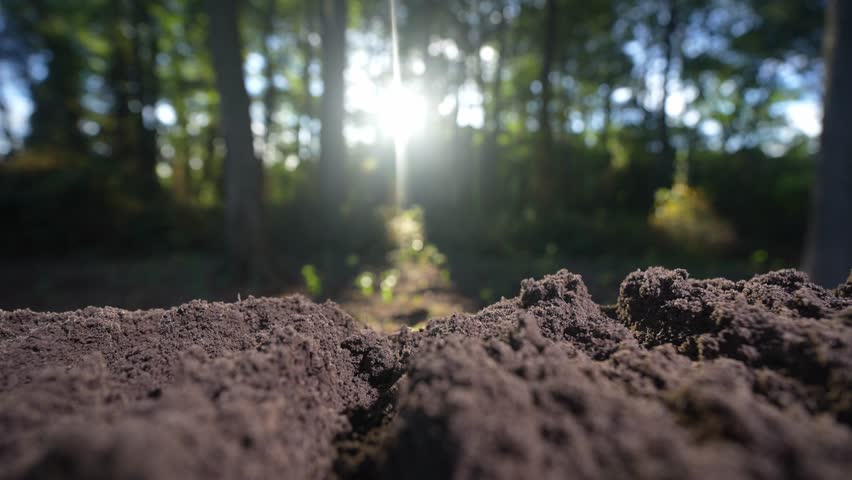 Fertile soil with natural earth background. Agricultural field with cultivated ground. Compost and organic fertilizer. Fertile land. Preparing soil for cultivation. Natural humus fertility.