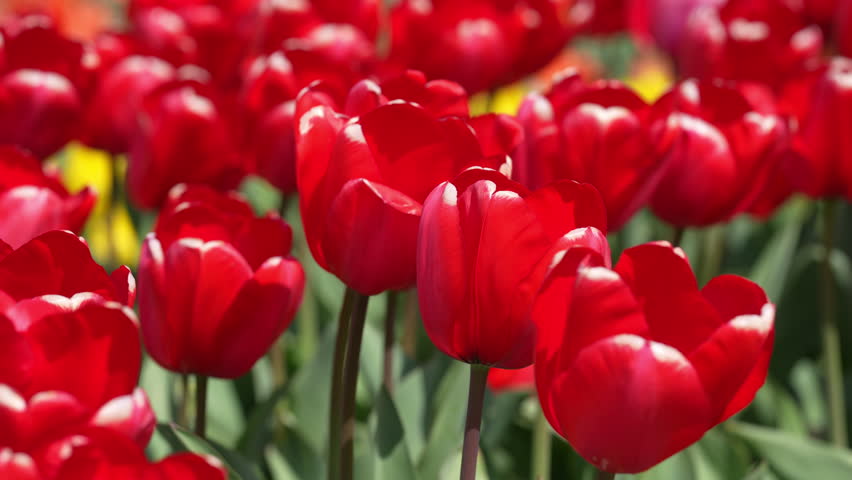 Tulips background. Spring banner. Tulip as a natural spring wallpaper. Beauty tulips in a romantic nature scene. Spring holiday design. Tulips with vivid natural red colors.