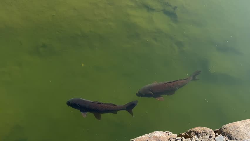 Slow moving carp glide through a clear pond as the camera transitions, revealing Matsumoto castle with its red bridge reflected in still water and framed by gentle morning autumn light