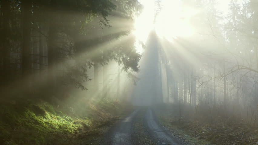 Sun rays through foggy forest road