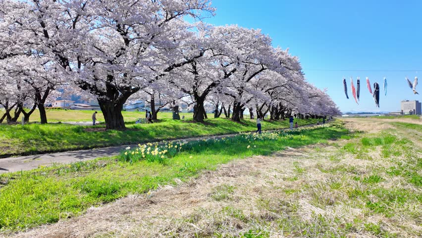 Kitakami Tenshochi Park with Sakura Cherry Blossom in Spring, Kitakami festival. Iwate mountain and Kitakami river in Iwate prefecture, Japan. Famous Landmark for Travel and Vacation destination 
