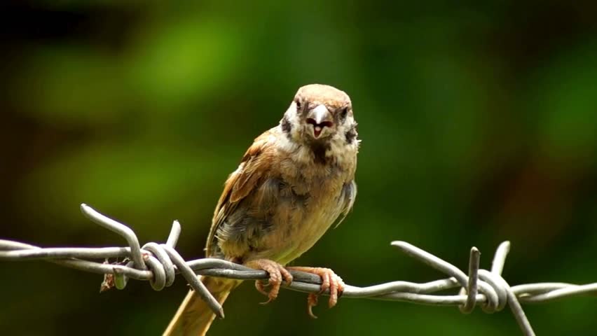 prison barbed wire over with bird in fence against with nature background concept nature and freedom Prison barbed wire fence found at jails