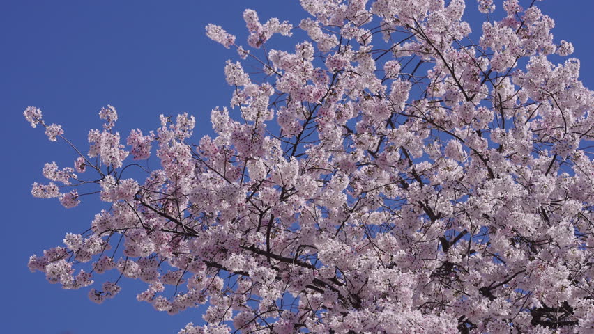 Blooming branches against clear sky. Spring renewal with cherry blossoms. Romantic cherry blossom scenery. Floral spring background nature. Cherry blossoms calm and serene.