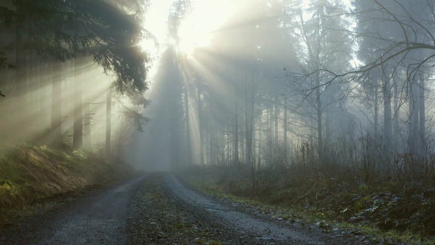 Sun rays through foggy forest road