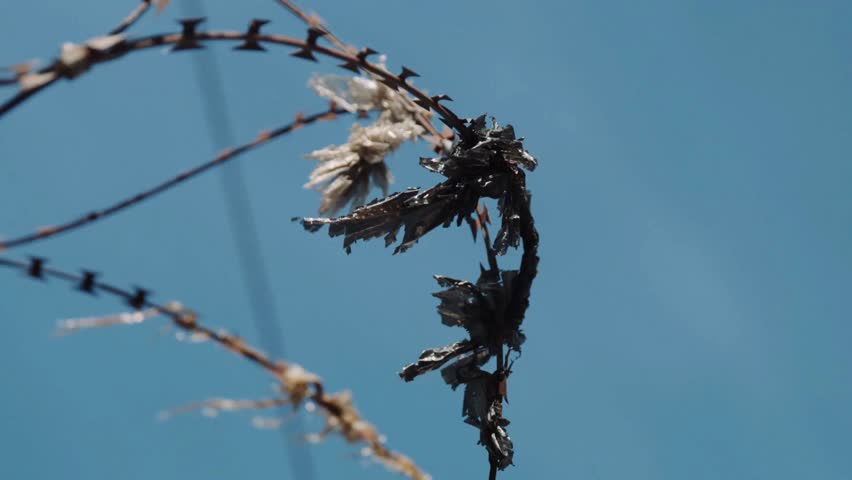 closeup prison barbed wire over fence against blue sky at cold dark winter night during snowfall. Prison barbed wire fence found at jails