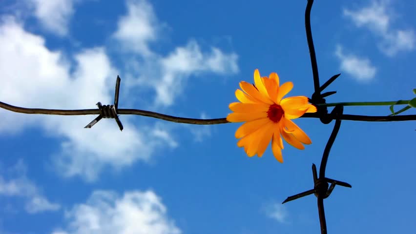Old rusty barbed wire in an old fence. with flower on the barbed wire. An old fence with a blurred background of green vegetation visible behind