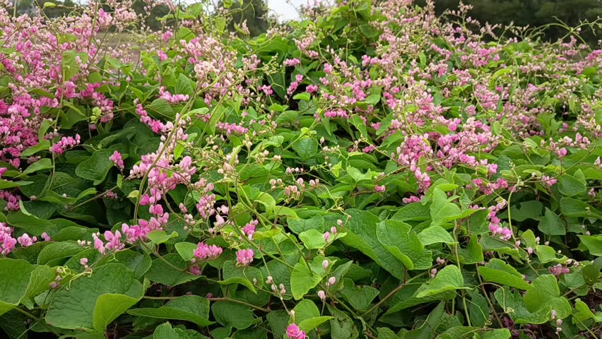 flowers and green leaves in the garden 