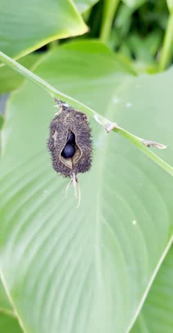 Jakarta, Indonesia - December 16, 2025

Macro shot of Canna lily seed capsule revealing glossy black seeds. Botanical detail, exotic plant reproduction, nature close-up, vibrant green background.