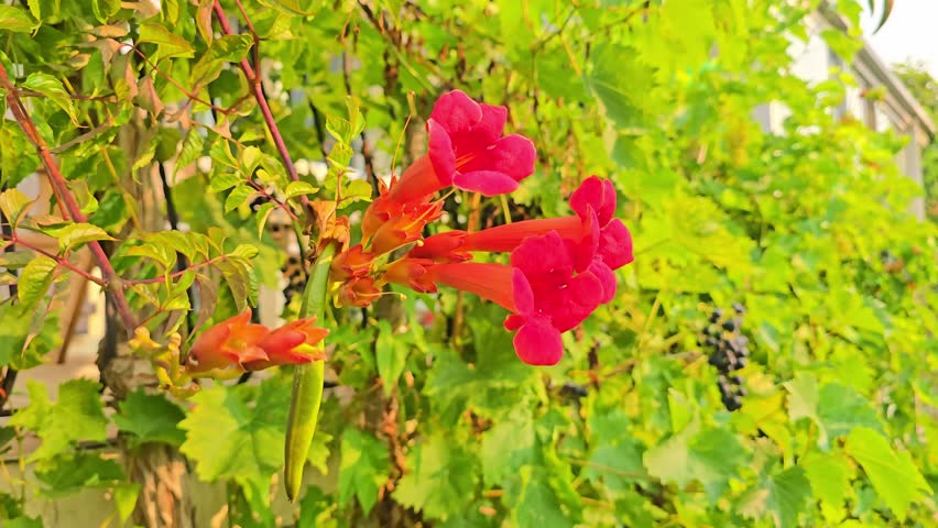 Fixed close-up of vibrant trumpet vine flowers and seed pod gently moving in the wind.