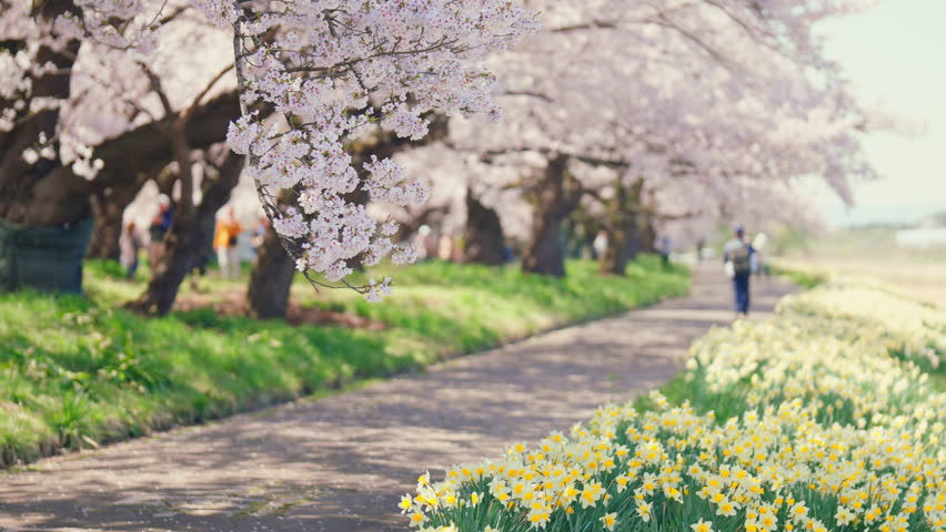 Kitakami Tenshochi Park with Sakura Cherry Blossom in Spring, Kitakami festival. Iwate mountain and Kitakami river in Iwate prefecture, Japan. Famous Landmark for Travel and Vacation destination 