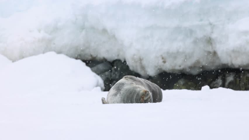 Weddell Seal Resting Peacefully in Fresh Antarctic Snow